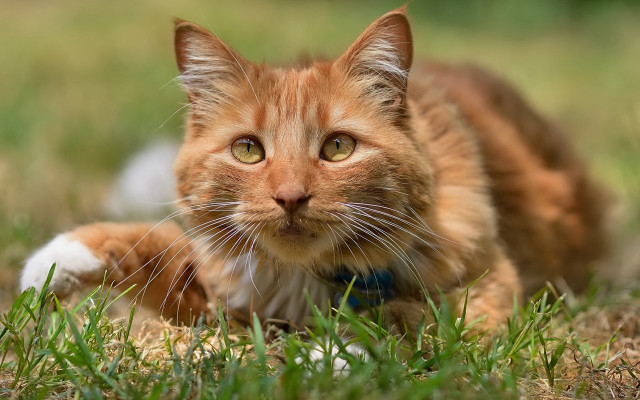 Sad cat laying in grass #2 free wallpaper for desktop - medium preview image