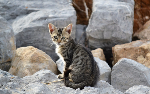 Kitten rocks tree wall beach free wallpaper for desktop - medium preview image