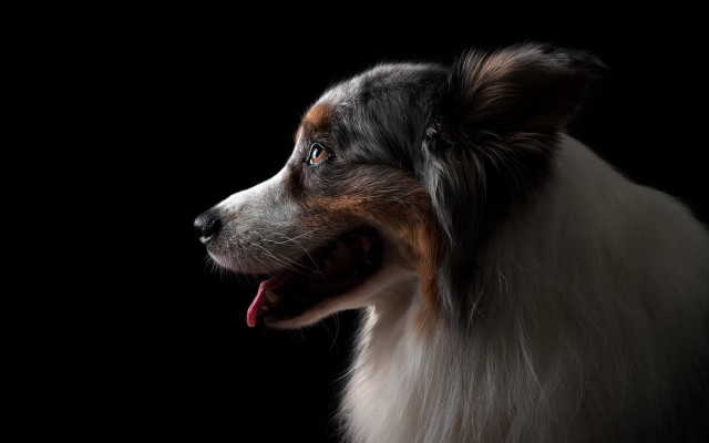 Dog tongue out renaissance black free wallpaper for desktop - medium preview image