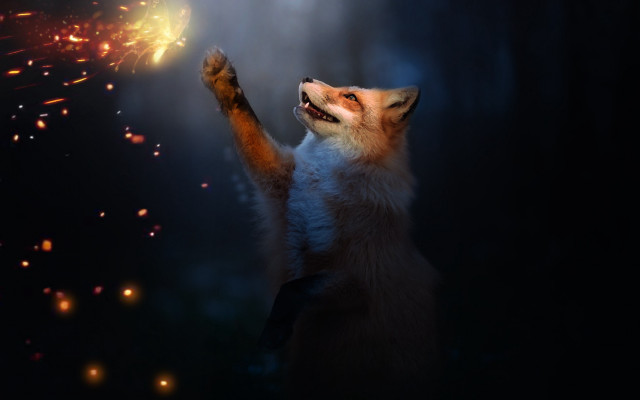Fox sparkler fireworks night fantasy free wallpaper for desktop - medium preview image