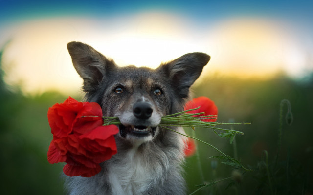 Dog flower moon outdoors romantic free wallpaper for desktop - medium preview image
