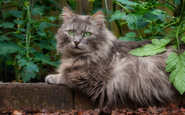Fluffy cat green eyes on free wallpaper for desktop - medium preview image