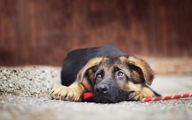 Shiba inu dog toy wood free wallpaper for desktop - medium preview image