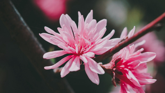 Pink flower closeup butterfly blurry free wallpaper for desktop - medium preview image