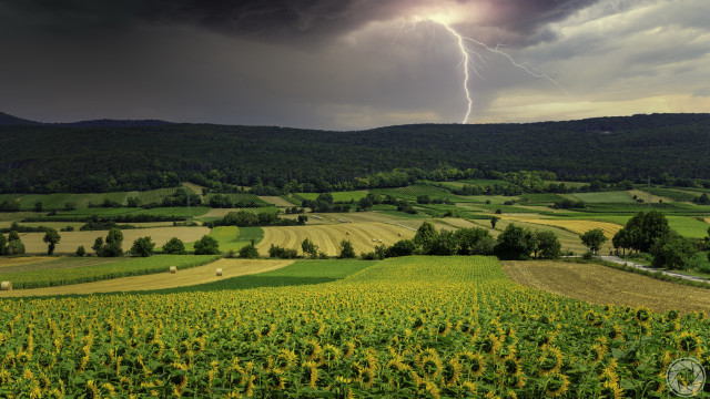 Sunflower field stormy sky lightning free wallpaper for desktop - medium preview image