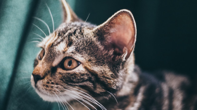 Cat couch distant gaze blurry free wallpaper for desktop - medium preview image