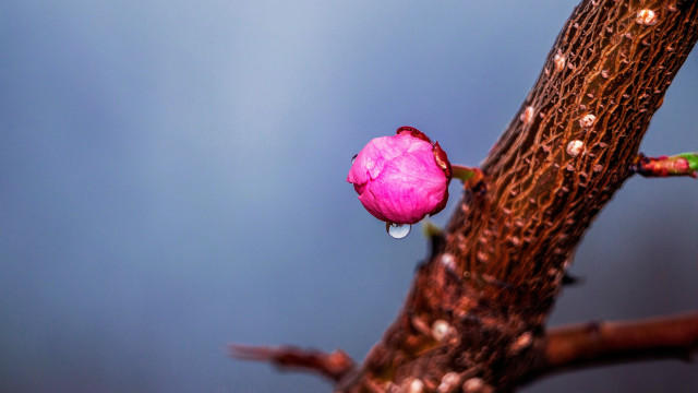 Pink flower water drops tree free wallpaper for desktop - medium preview image