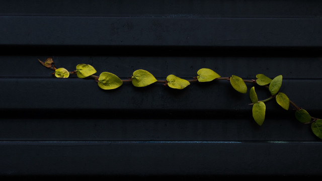 Plant green leaves black background #2 free wallpaper for desktop - medium preview image