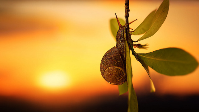 Snail branch sunset macro award free wallpaper for desktop - medium preview image