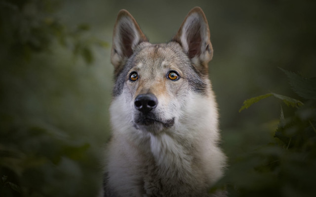 Wolf sad eye green background free wallpaper for desktop - medium preview image