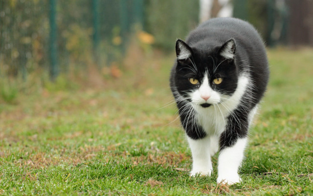Black white cat walking green free wallpaper for desktop - medium preview image