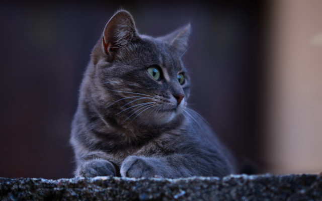 Serious cat ledge pastel animal free wallpaper for desktop - medium preview image