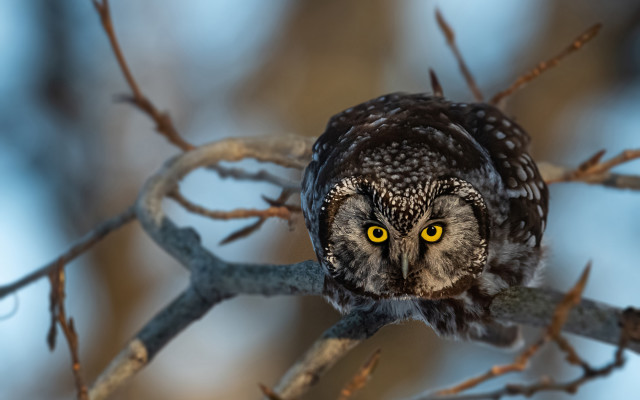 Owl yellow eyes bare tree free wallpaper for desktop - medium preview image