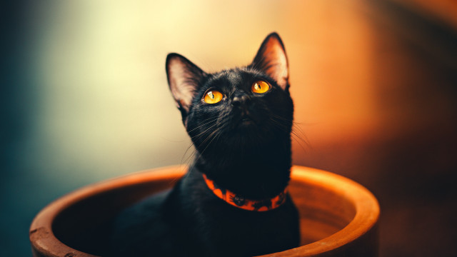 Black cat yellow eyes curious #2 free wallpaper for desktop - medium preview image