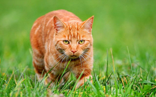 Cat grassy field blurry background free wallpaper for desktop - medium preview image