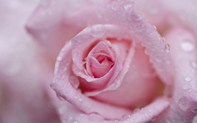Pink rose water droplets macro #14 free wallpaper for desktop - medium preview image