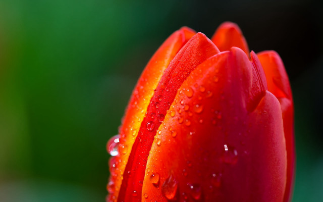 Red flower water droplets green #5 free wallpaper for desktop - medium preview image