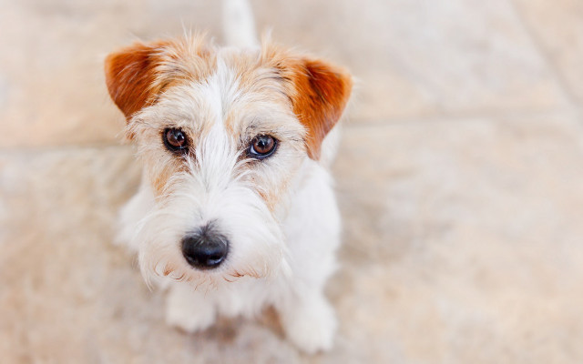 Small white brown dog tile free wallpaper for desktop - medium preview image