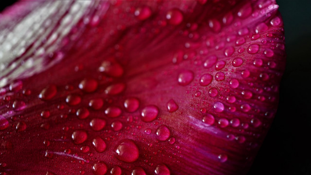 Red white flower water droplets free wallpaper for desktop - medium preview image