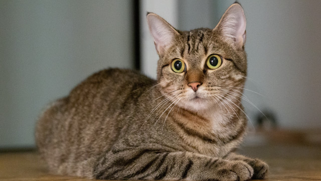 Curious cat wooden floor big free wallpaper for desktop - medium preview image