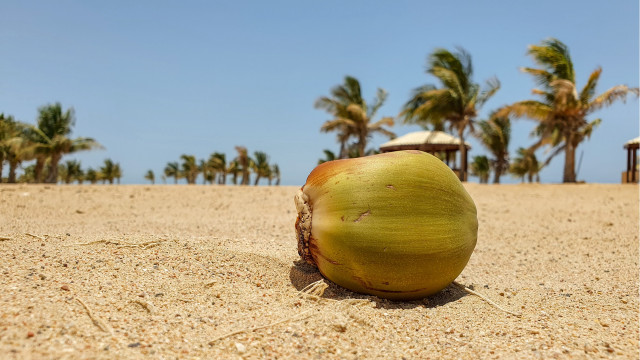 Coconut beach palm trees hut free wallpaper for desktop - medium preview image