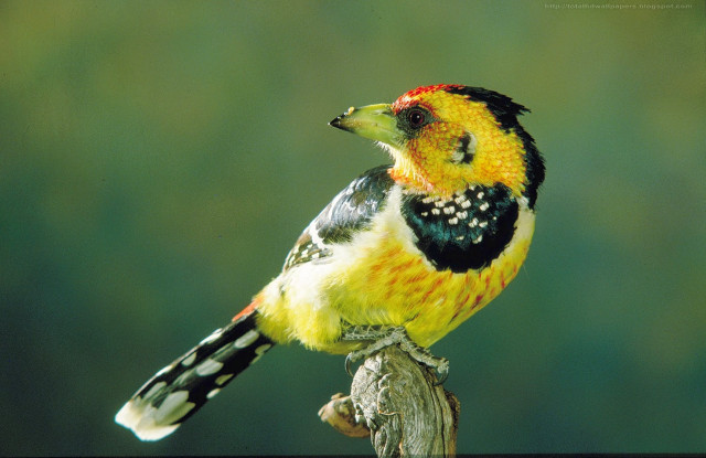 Colorful bird perched branch green free wallpaper for desktop - medium preview image