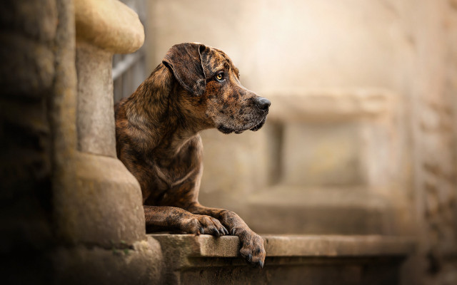 Dog ledge window light portrait free wallpaper for desktop - medium preview image