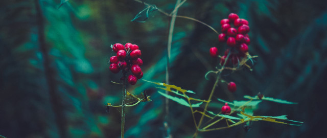 Red berries plant forest macro free wallpaper for desktop - medium preview image