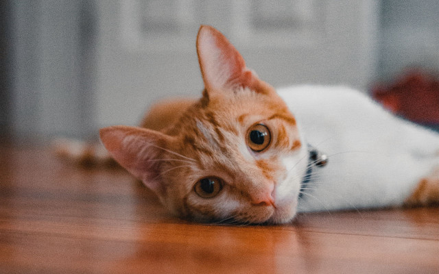 Sad cat floor eye blurry free wallpaper for desktop - medium preview image