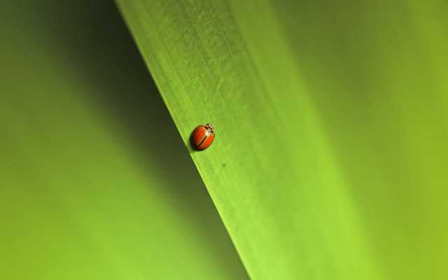 Ladybug greenleaf sunlight macro minimalism free wallpaper for desktop - medium preview image