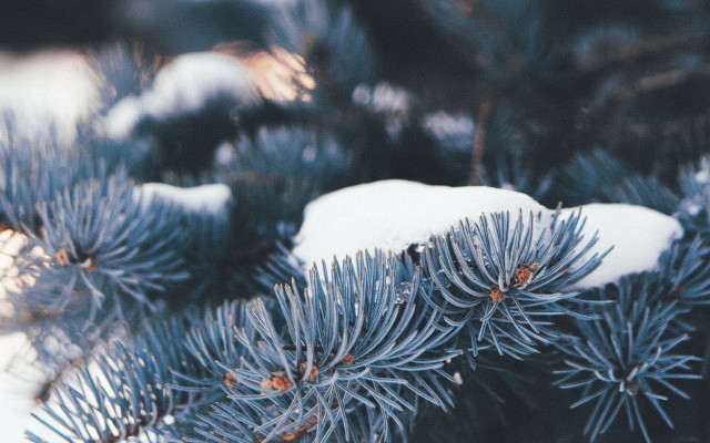 Pine snow branches shallow depth free wallpaper for desktop - medium preview image