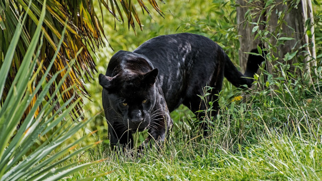 Black leopard tallgrass bamboo forest free wallpaper for desktop - medium preview image