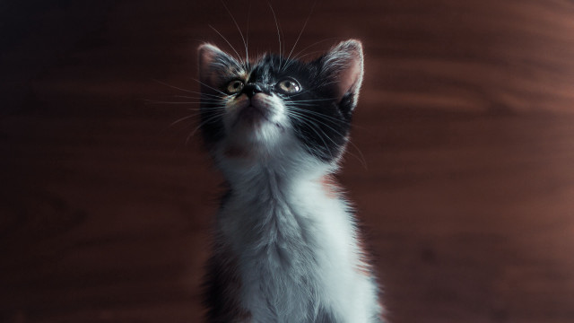 Kitten looking up wooden wall free wallpaper for desktop - medium preview image