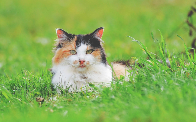 Sad cat in grass outdoors free wallpaper for desktop - medium preview image