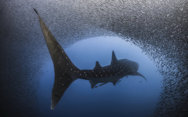 Large fish ocean fish neck free wallpaper for desktop - medium preview image