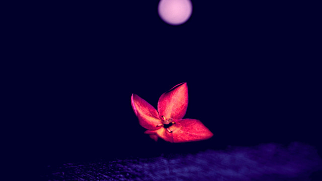 Red flower black surface pink free wallpaper for desktop - medium preview image