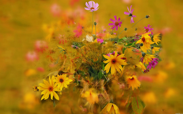 Flowers grass blurry autumn butterfly free wallpaper for desktop - medium preview image