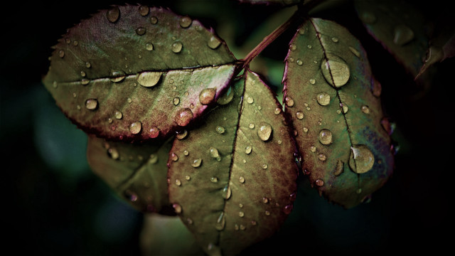 Leaf water drops macro photorealism #4 free wallpaper for desktop - medium preview image