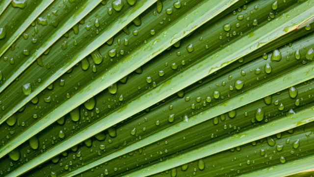 Green leaf water drops macro #46 free wallpaper for desktop - medium preview image