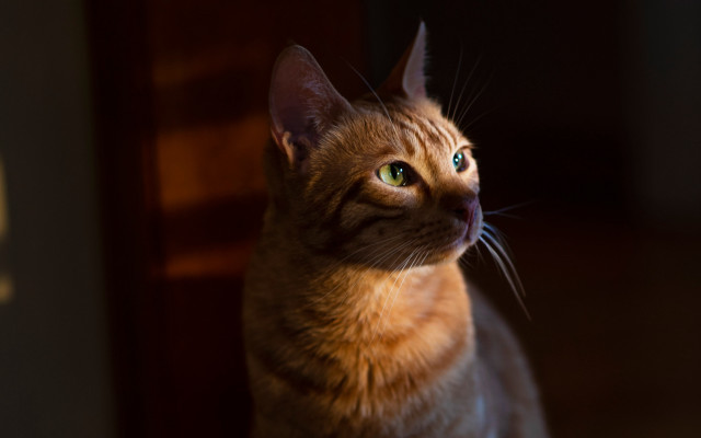 Cat upward lighting blurry background free wallpaper for desktop - medium preview image