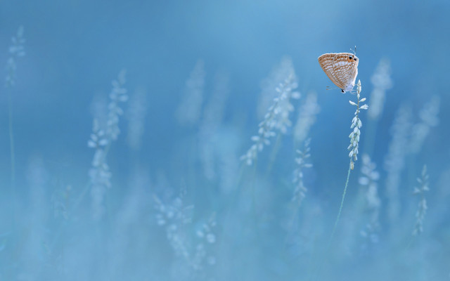 Butterfly plant grass sky macro free wallpaper for desktop - medium preview image