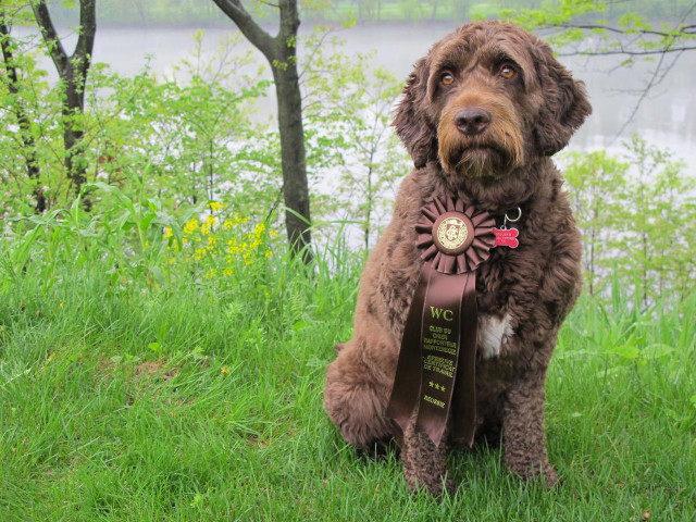 Dog sitting grass ribbon medal free wallpaper for desktop - medium preview image