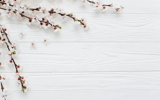 Cherry blossom branch white background free wallpaper for desktop - medium preview image