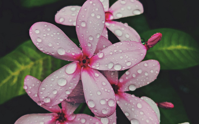 Flowers water droplets green leaves #2 free wallpaper for desktop - medium preview image