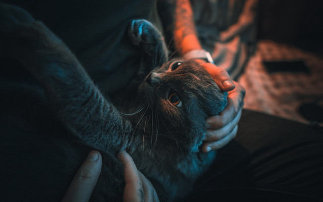 Person cat background motion blur free wallpaper for desktop - medium preview image