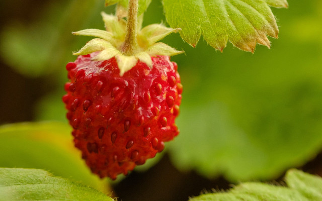 Strawberry plant leaves macro photorealism free wallpaper for desktop - medium preview image