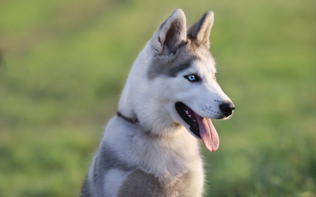 Husky blue eyes collar grassy free wallpaper for desktop - medium preview image