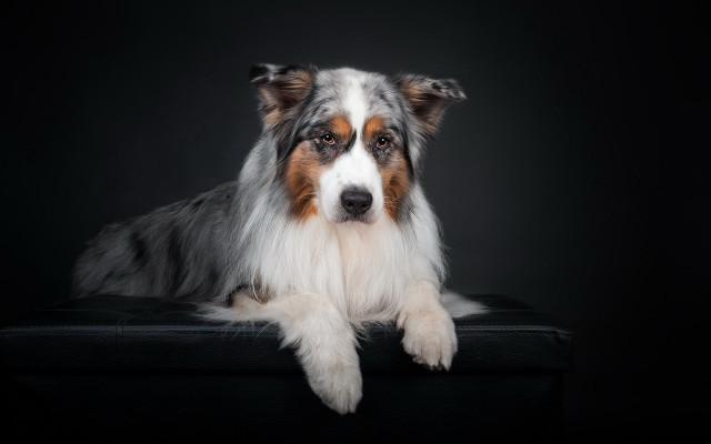 Dog laying black background renaissance free wallpaper for desktop - medium preview image