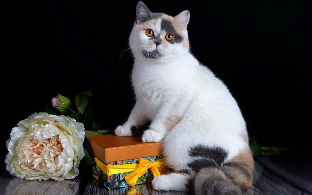 Cat box flower table carlos free wallpaper for desktop - medium preview image