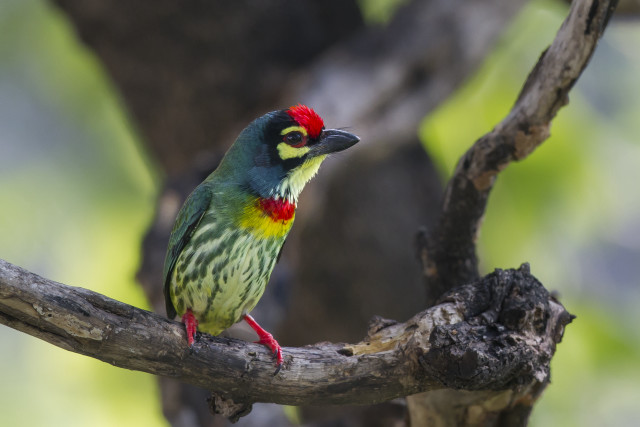 Colorful bird forest branch puzzle free wallpaper for desktop - medium preview image